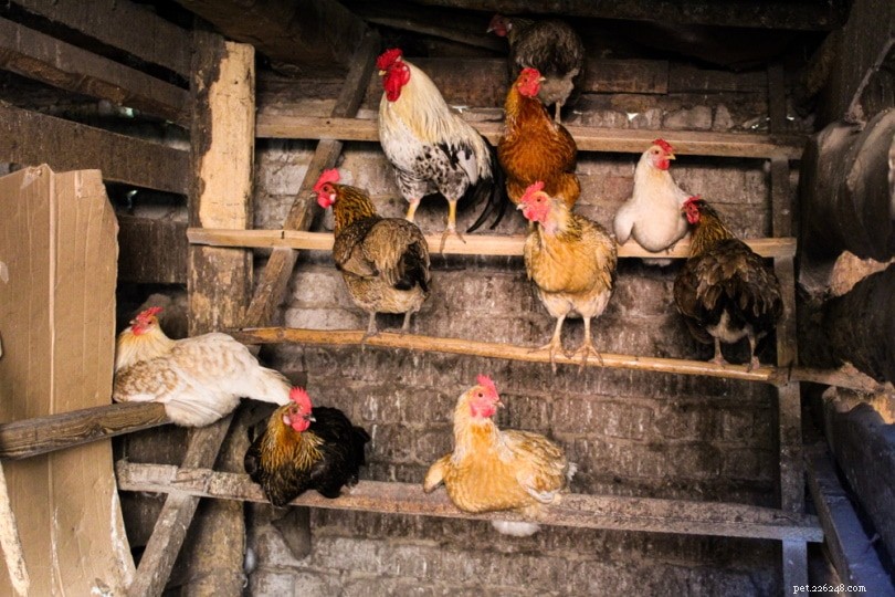 Build Your Own Chicken Roost Bars: 11 Simple DIY Plans for Safe, Comfortable Perches
