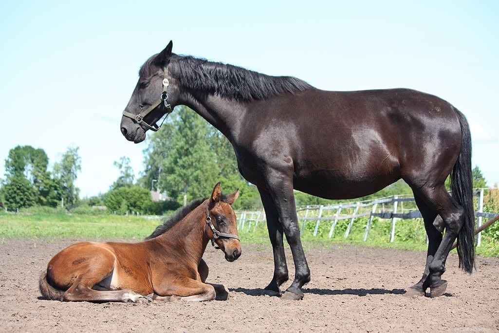 When Is a Mare Too Old to Breed? Expert Guidance on Age, Fertility, and Safe Reproduction