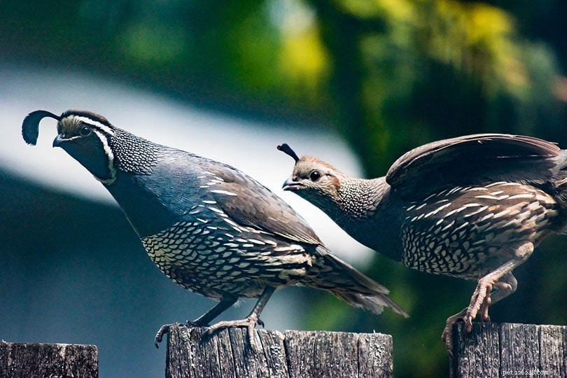 Do Quail Fly? Comprehensive Guide to Quail Behavior, Care, and Breeding