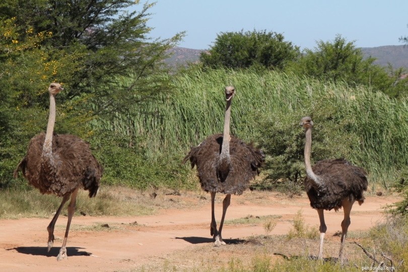Ostrich Vocalizations Explained: From Chirps to the Male’s Mighty Boom