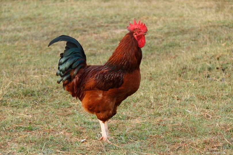 Cherry Egger Chicken: The Ideal Rhode Island Red for Egg Production