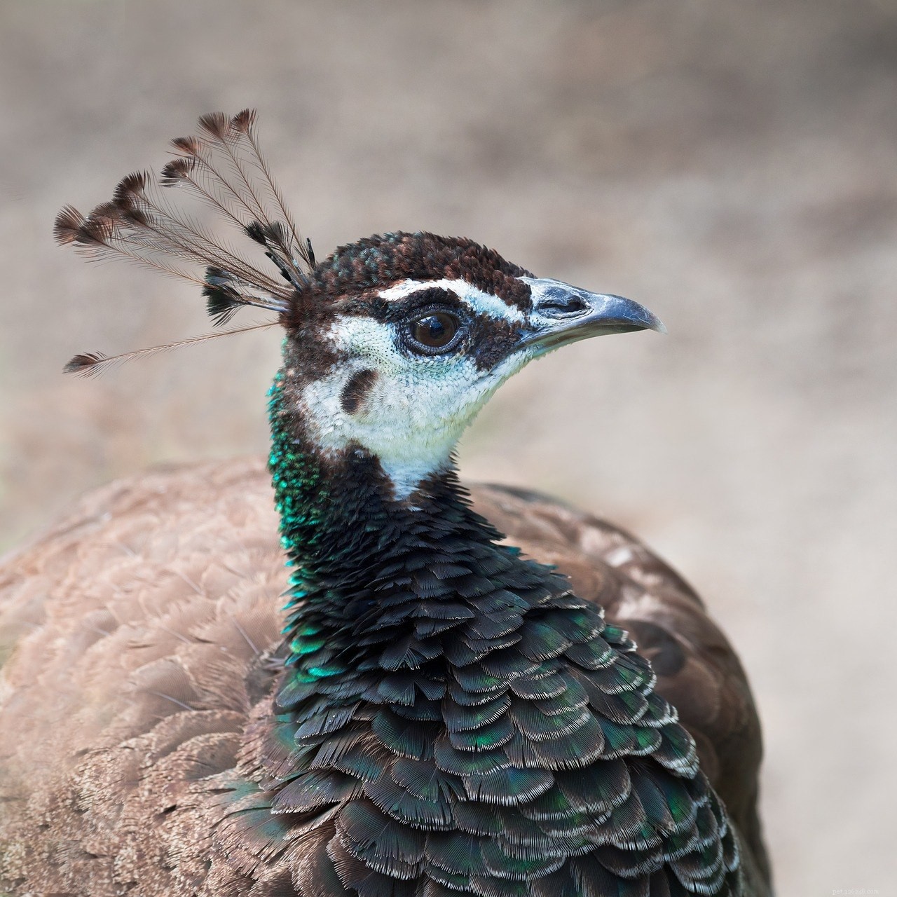 Discover the Vulnerable Congo Peafowl – Africa s Hidden Jewel