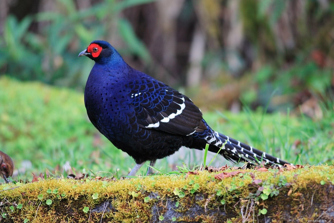 14 Intriguing Facts About Pheasants You Might Not Know