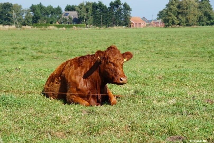 Do Cows Sleep Standing? Understanding How Cattle Rest and Sleep