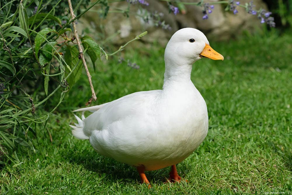Call Duck: Tiny Dutch Heritage Duck with Charming Personality