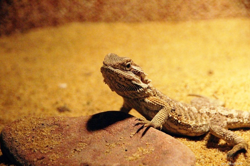 Bearded Dragon Reproduction: Egg Laying Patterns & Clutch Size Explained