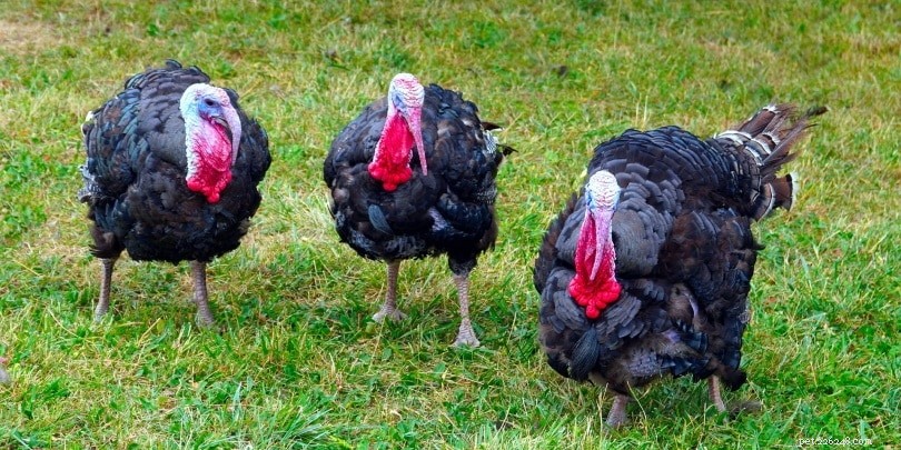 2022: Minnesota Leads U.S. Turkey Production