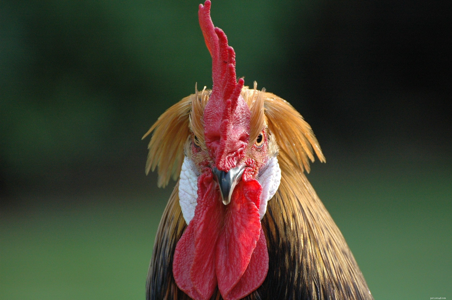 Brabanter Chickens: Cold-Resistant, Egg-Laying Birds for Family Farms