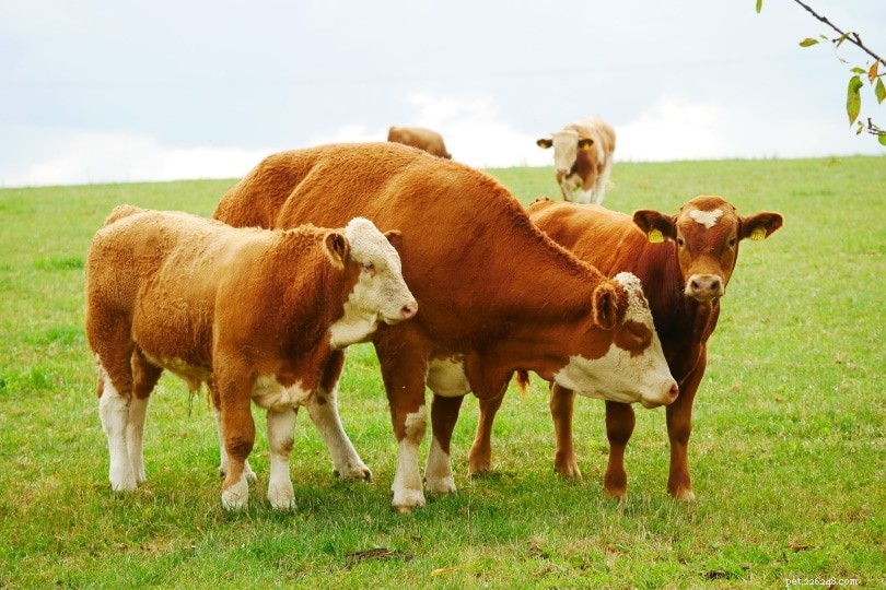 The Intelligence of Cows: Scientific Insights into Their Cognitive Abilities