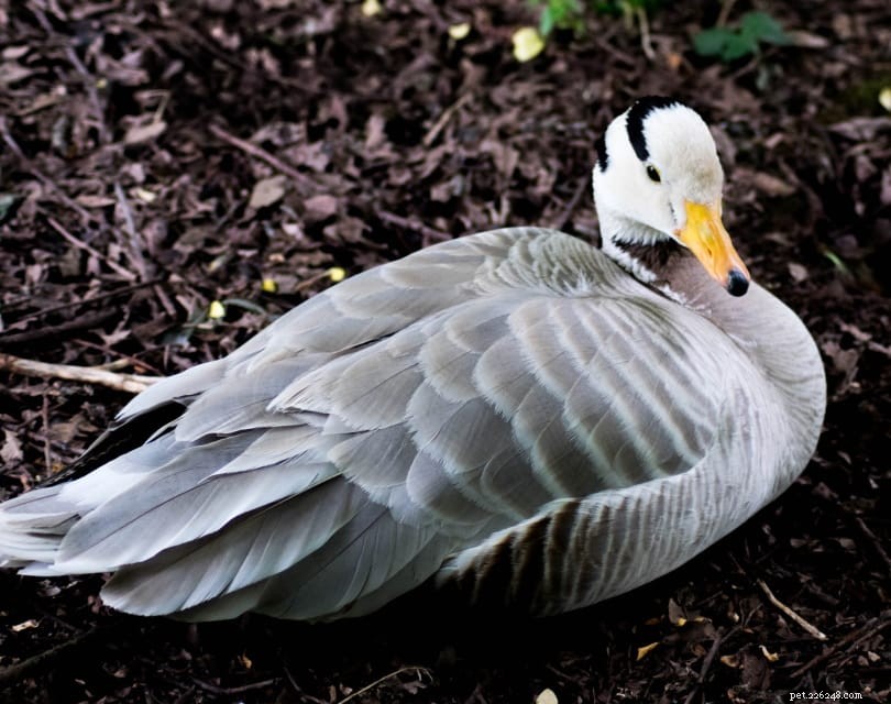 13 Intriguing Geese Facts You Didn t Know