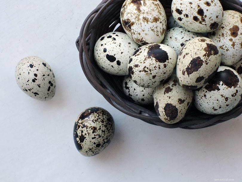 Fast & Easy Quail Egg Hatching: 15 Proven Tips for Success