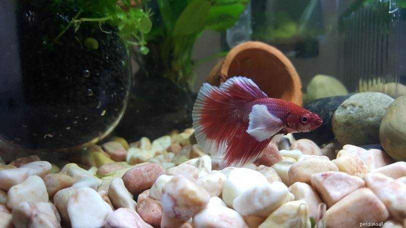 Betta Fish Longevity: Average Lifespan, Care Tips & Facts