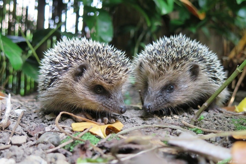 The Complete Guide to Hedgehog Mating: Safe Breeding Tips for New Owners