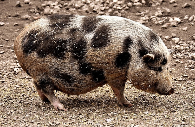 Pig Pregnancy Duration: What to Expect