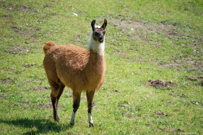 2024 Llama Buying Guide: Prices, Care, and How to Choose the Right One