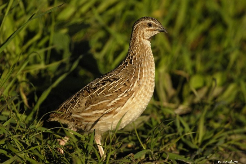 Coturnix Quail: The Ultimate Backyard Poultry Choice for Easy Care, Quiet Living, and High Egg & Meat Yields