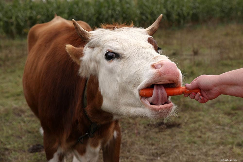 Cows and Carrots: Expert Guide to Safe Feeding Practices