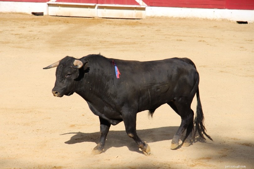 What Drives Bulls to Charge? Debunking the Red Cape Myth