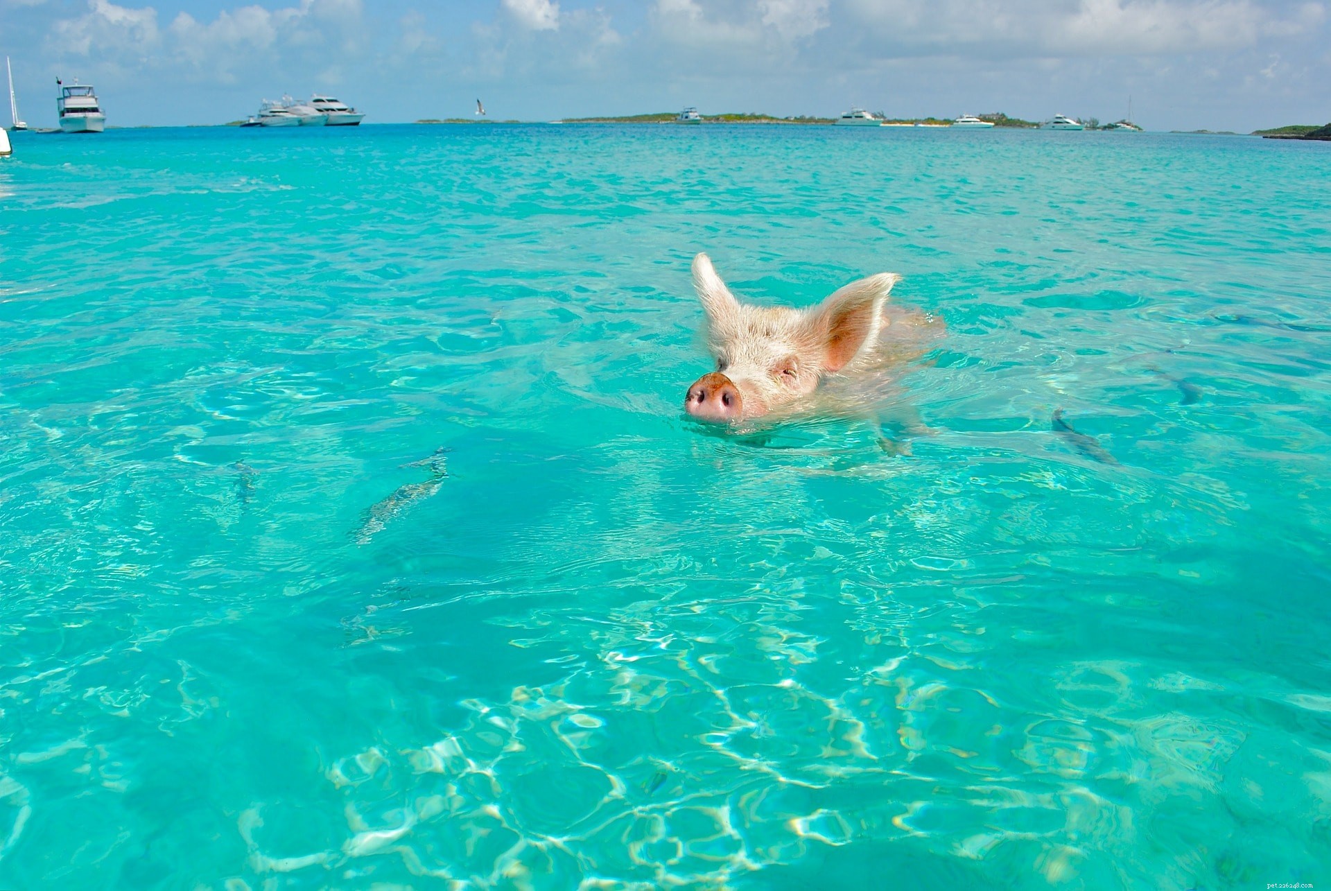 Pigs Can Swim – Discover Their Aquatic Skills and Love for Water