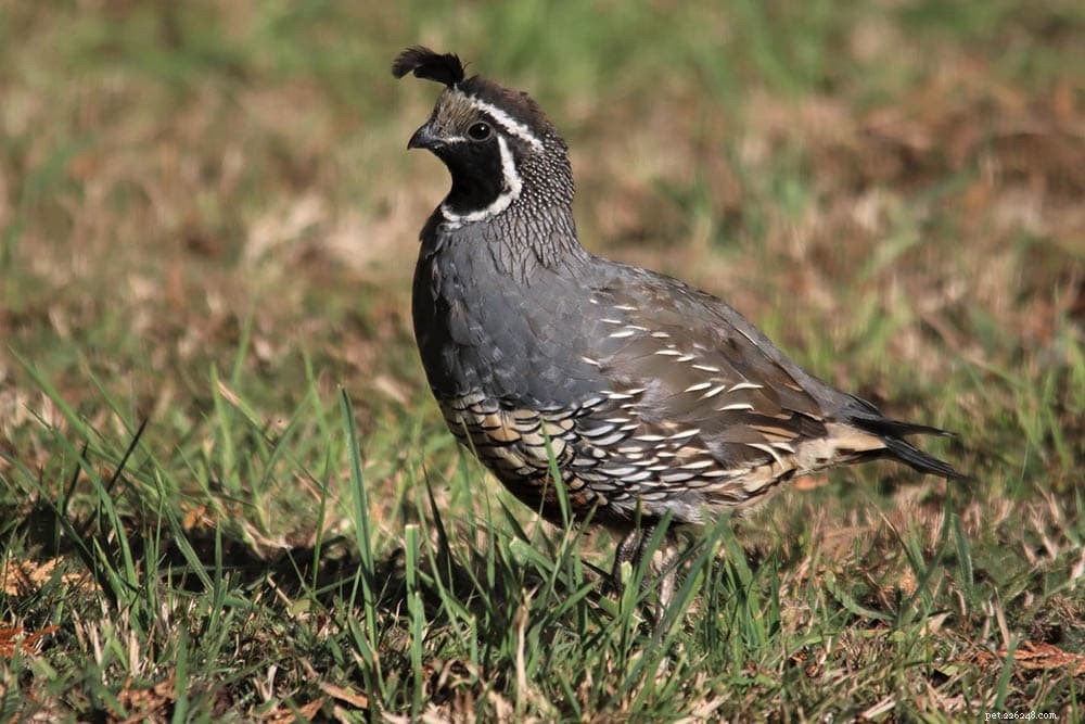 Raising Quail for Meat & Eggs: Essential Tips for Success