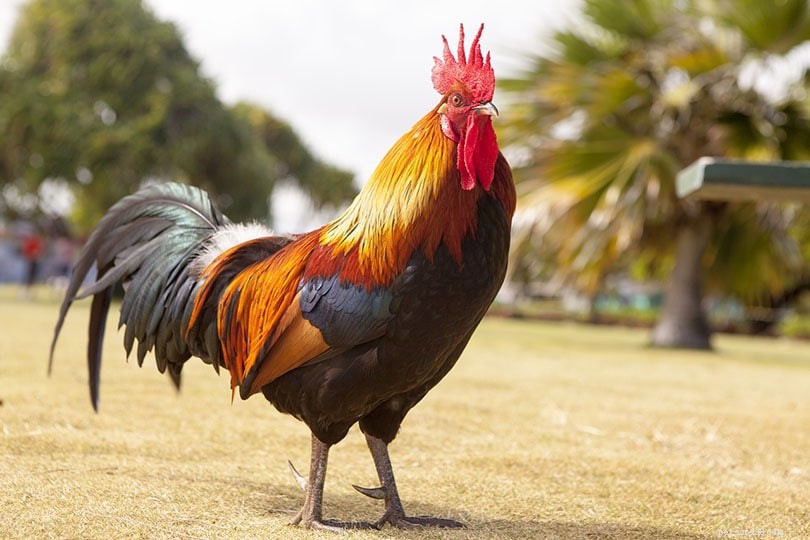 Rooster Lifespan: How Long Do Roosters Live? Facts & Average Age
