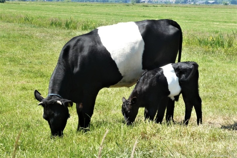 Discover 15 Distinct Black & White Cow Breeds – With Pictures