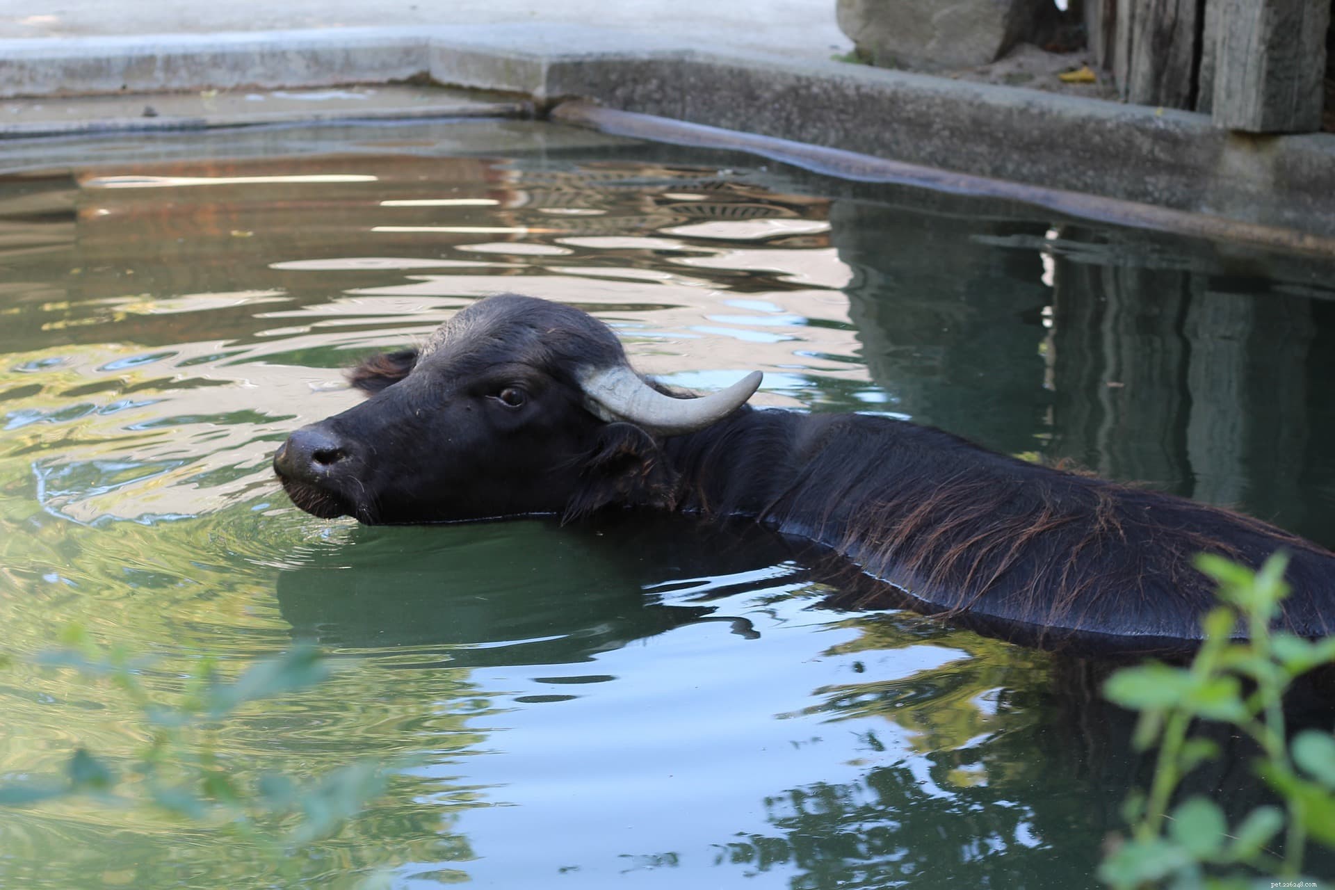 Do Cows Swim? Unveiling Their Aquatic Abilities and Preferences