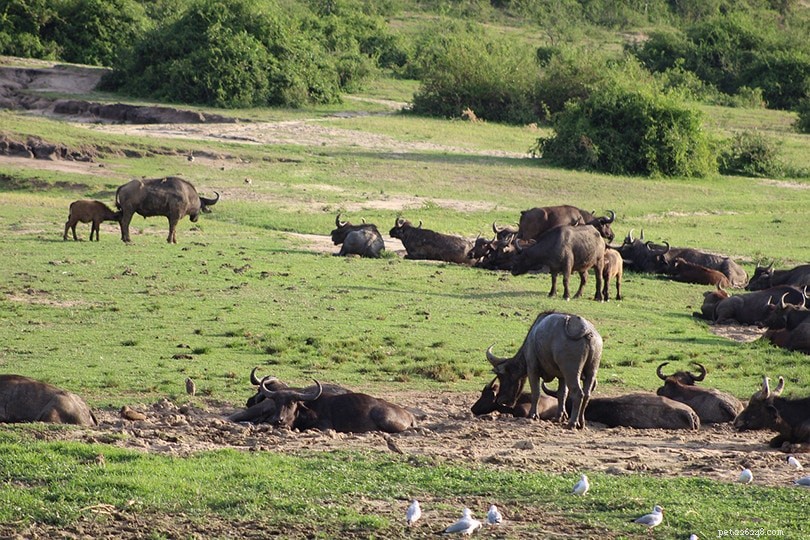 Top 12 Deadliest Animals Worldwide – 2022 Statistics & Surprising Facts