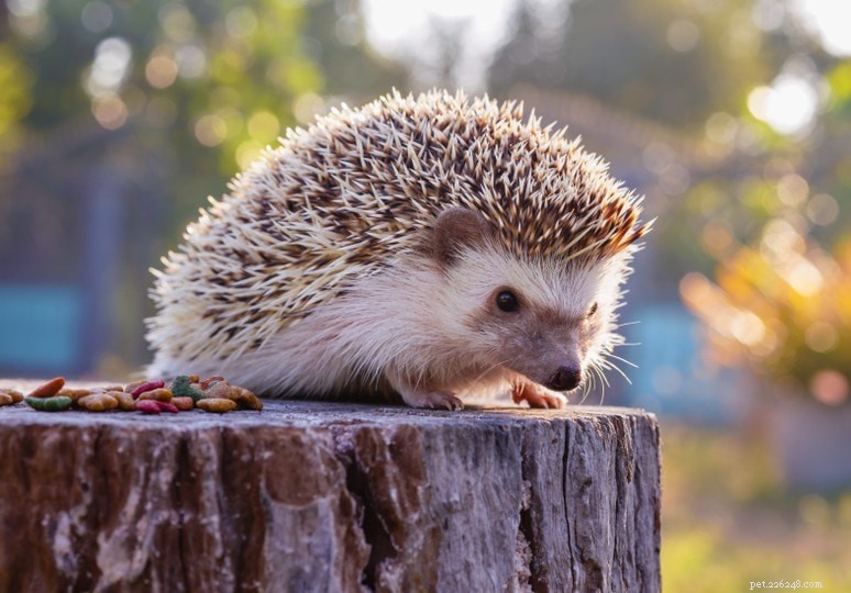 Can Hedgehogs Safely Eat Oranges? Essential Facts for Pet Owners