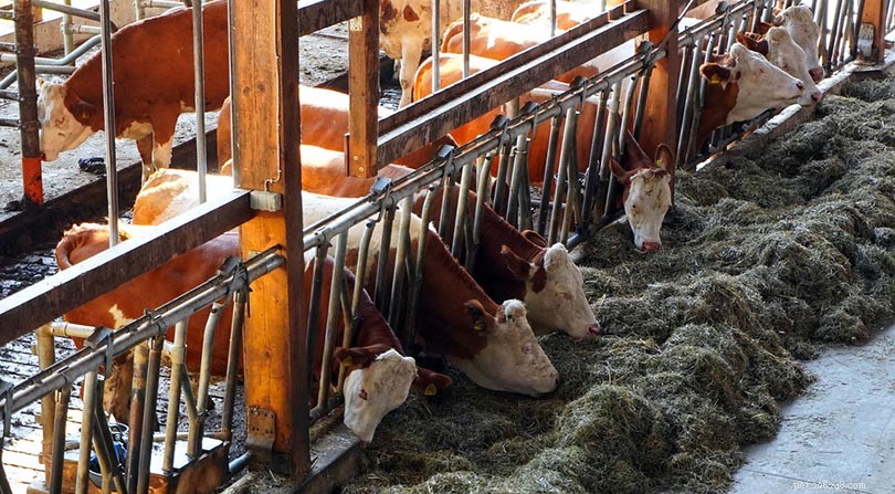14 Factory Farming Statistics That Reveal the Harsh Reality of Intensive Agriculture