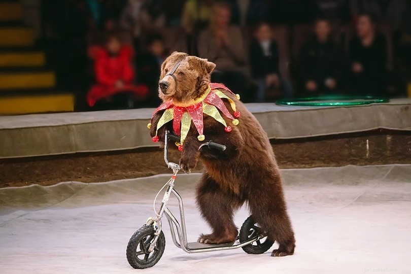 18 Alarming Circus Animal Statistics You Should Know in 2022