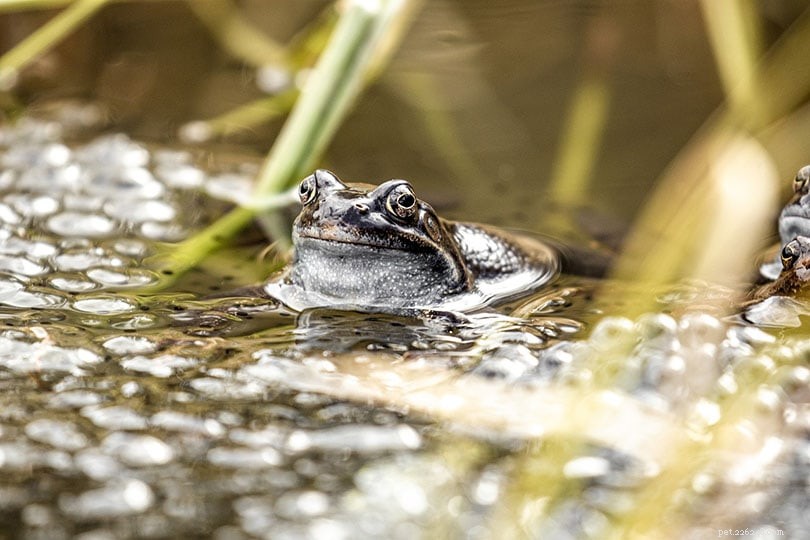 Frog Egg Production: How Many Eggs Do Frogs Lay and How Many Hatch?