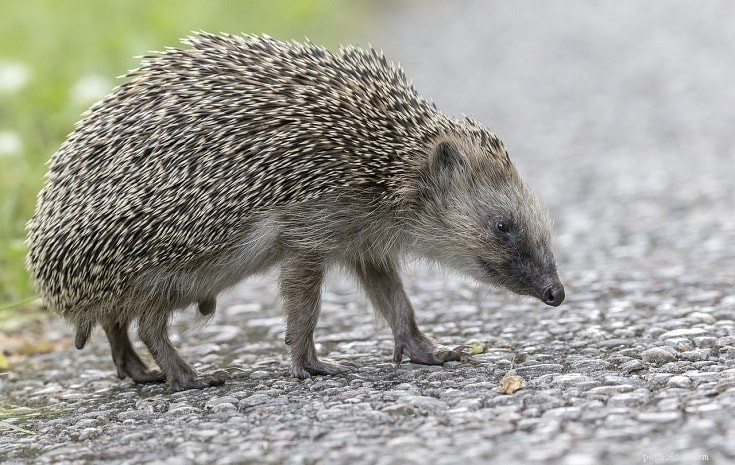 How Fast Do Hedgehogs Run? Real Speed, Reasons, and Predator Comparison