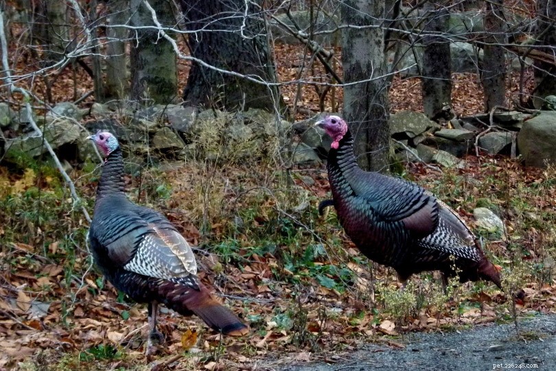 When Do Turkeys Roost? Key Times and Behaviors Explained