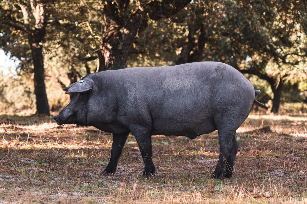 Discover the Rich Heritage of Iberian Pigs: Meat, Pets, and Pasture Adaptations