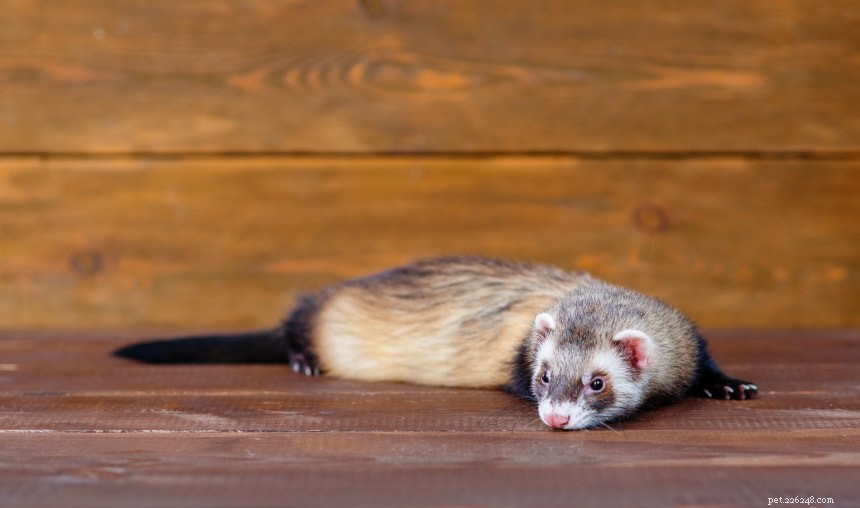 Do Ferrets Play Dead? A Veterinary Guide to Their Defensive Behavior