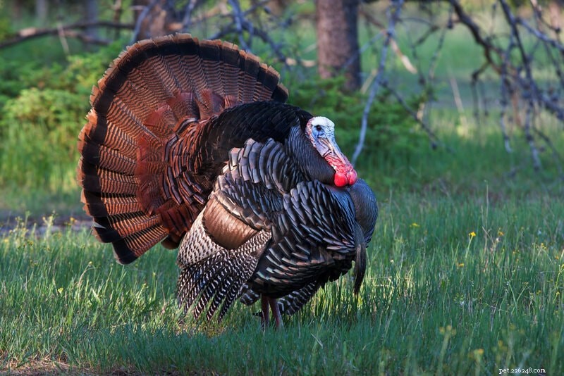 Turkey Lifespan: Average Life Expectancy and Key Factors