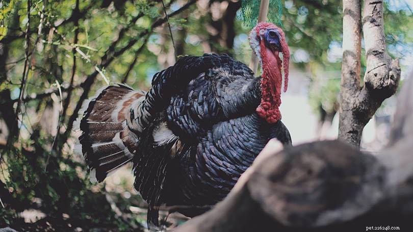 Do Turkeys Sleep in Trees? Expert Insights on Their Nighttime Habits