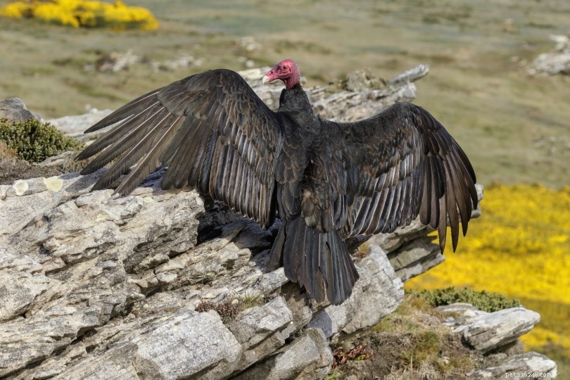 Can Turkeys Fly? Discover the Truth About Their Flight Capabilities
