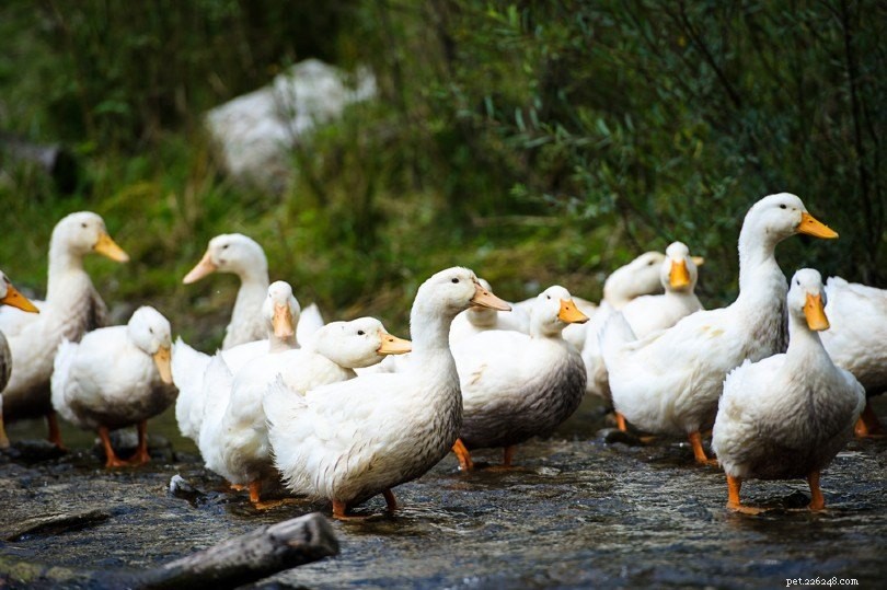 Do Ducks Have Ears? Uncovering How They Hear
