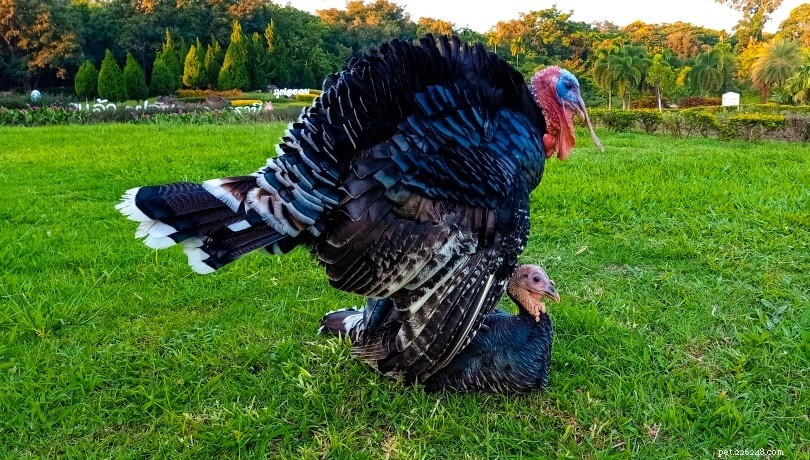 Turkeys Explained: How They Mate and What to Expect