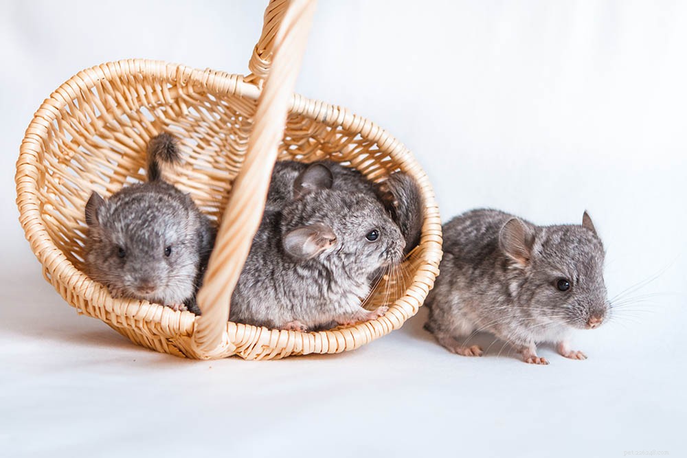 Chinchilla Litters: Typical Number of Pups Born per Pregnancy