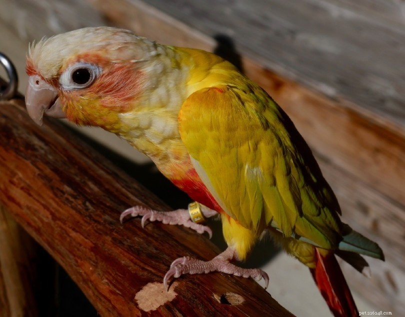 Suncheek Conure: A Rare, Sunset‑Colored Companion for Your Home