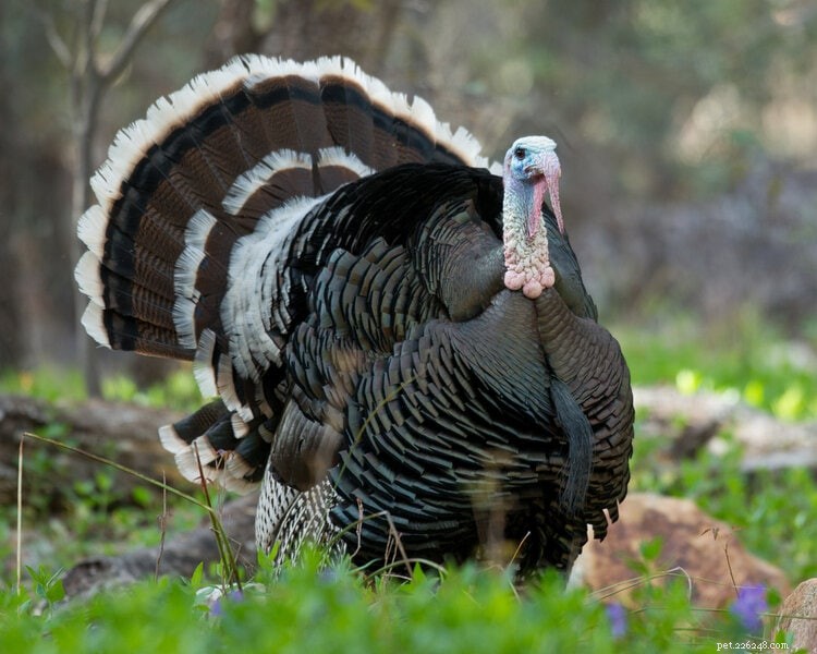 Can Turkeys Control Tick Populations? Expert Insights