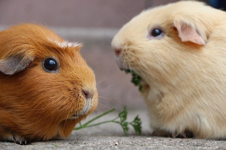 What to Expect: Guinea Pig Litter Size and Breeding Insights
