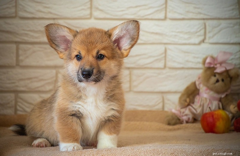Corgi Lifespan: Average Years, Care Tips & Proven Facts