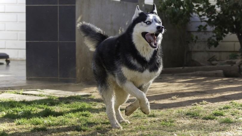 Husky Lifespan: Average Years, Care Tips & Longevity Facts