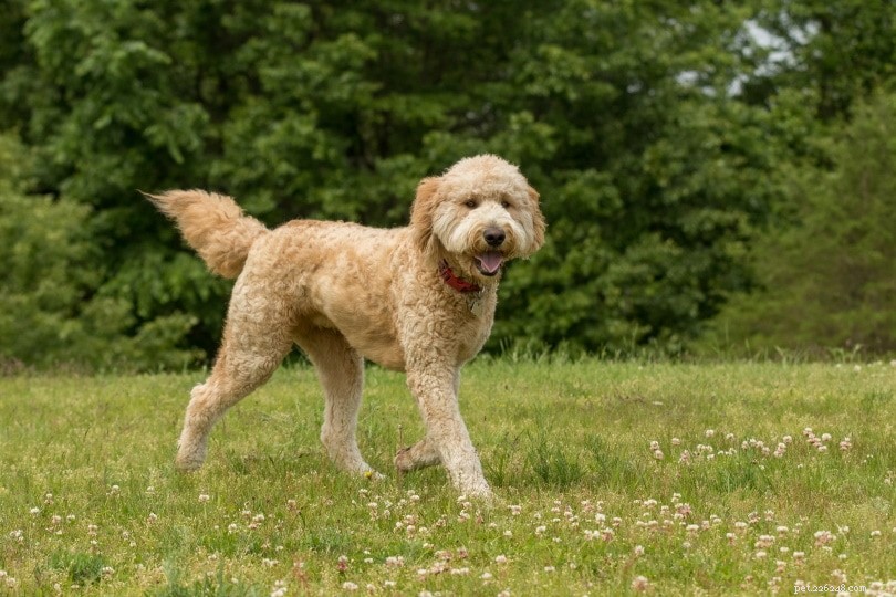 Goldendoodle Lifespan: Average Years, Facts & Care Tips