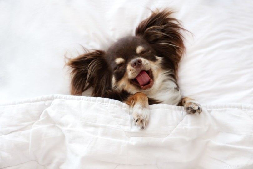 Chihuahua Lifespan: Average Years, Health Tips, and Longevity Facts