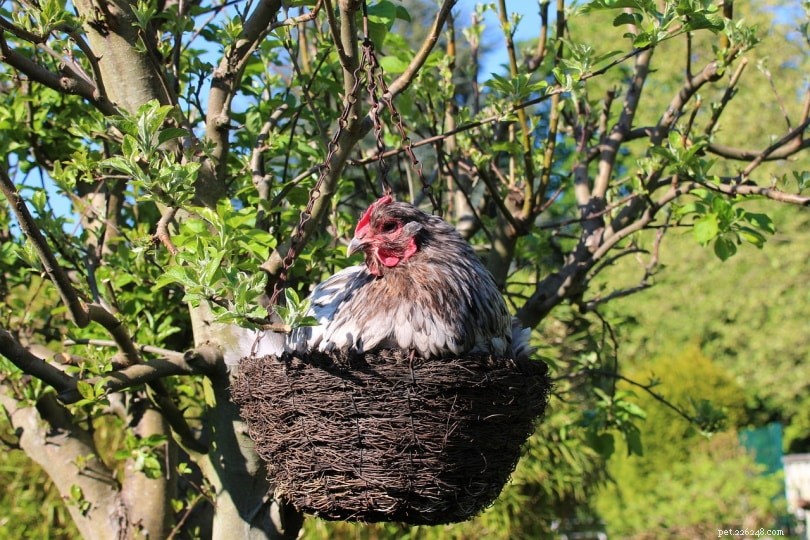 How Long Do Chickens Lay Eggs? Expert Insights on Egg Production and Lifespan